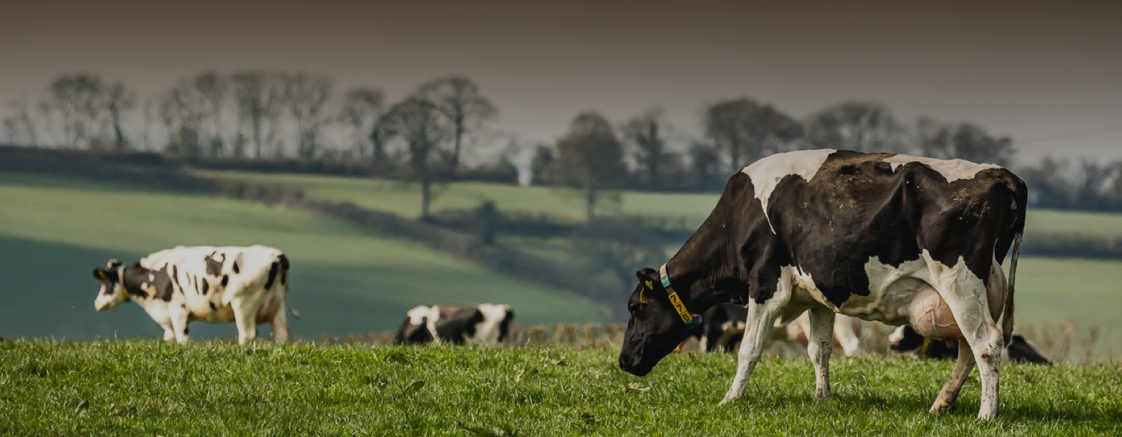 Coombe Farm Dairy hero background