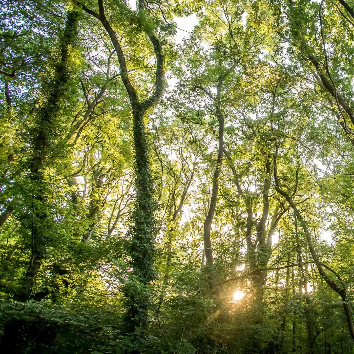 Woodland with sunshine coming through branches