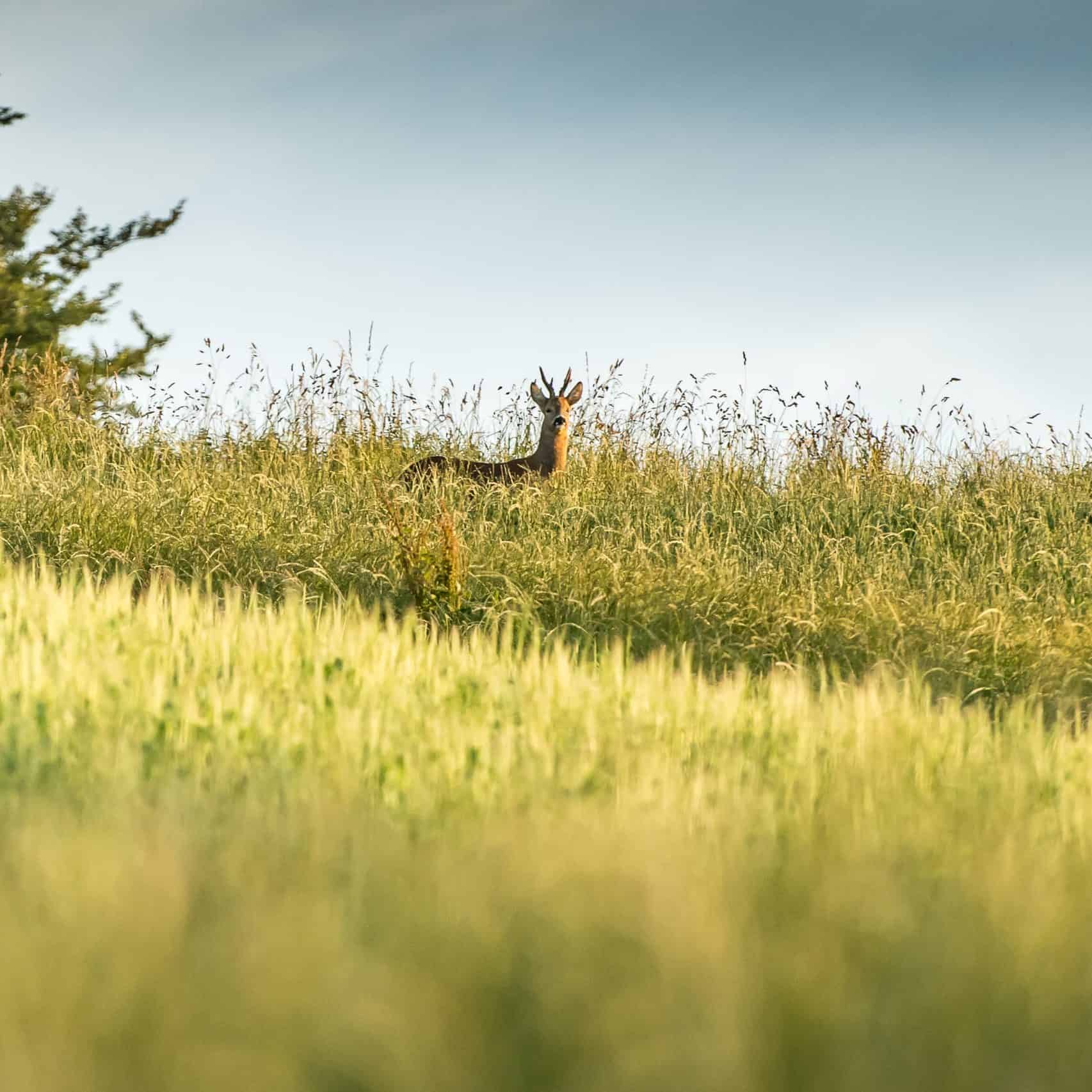 Deer stag stood in long grass