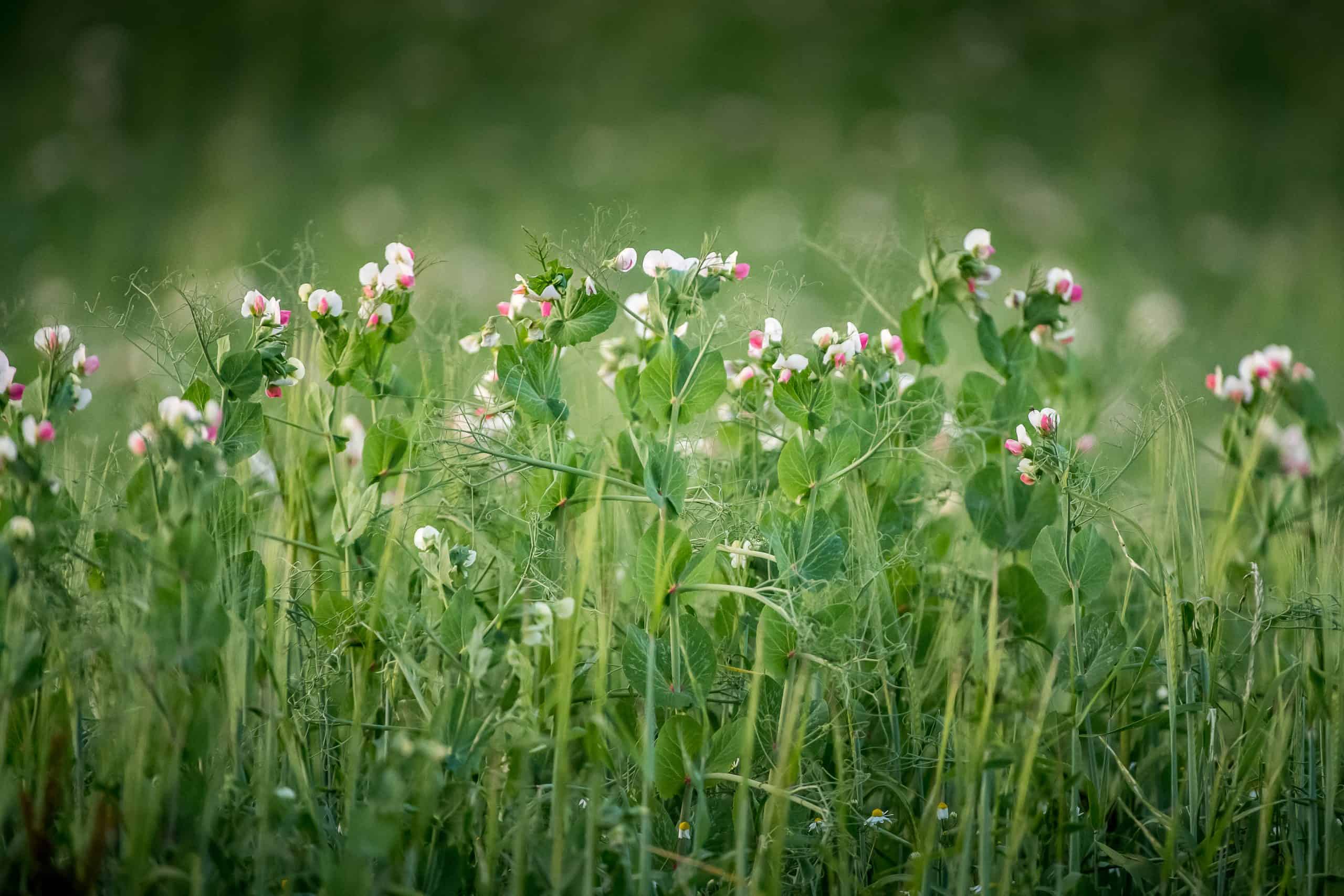 Field of flowering peas