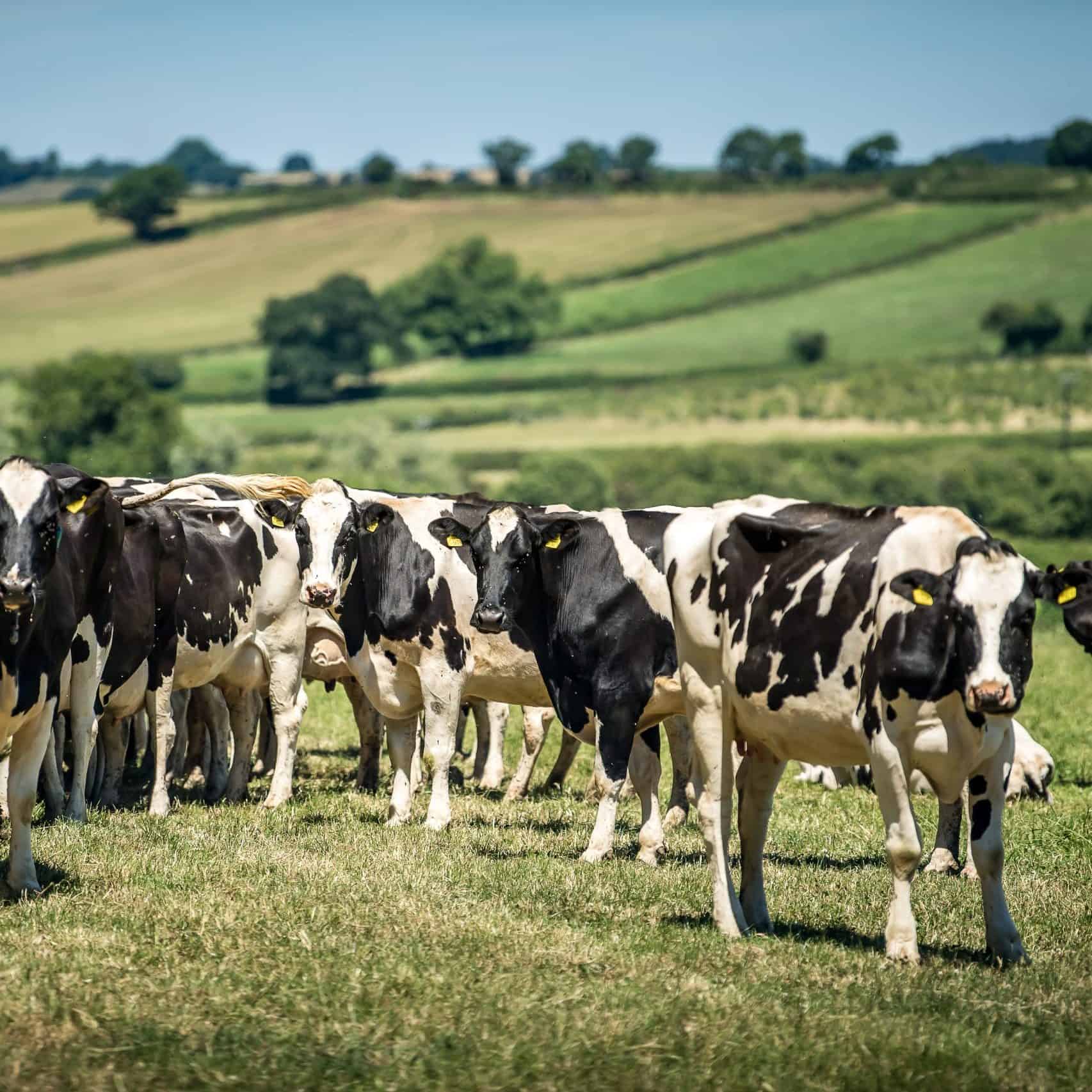 Organic dairy cows in grass field in sunshine