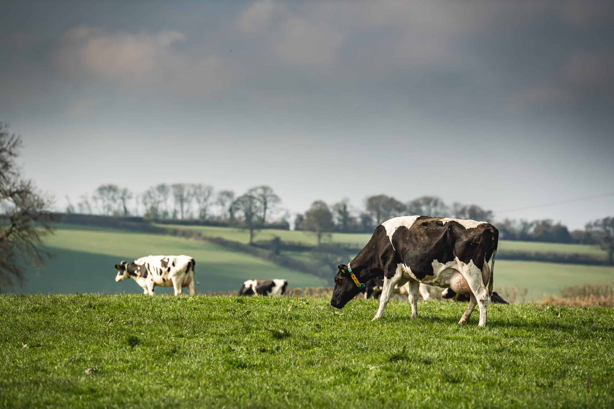 Organic dairy cows grazing