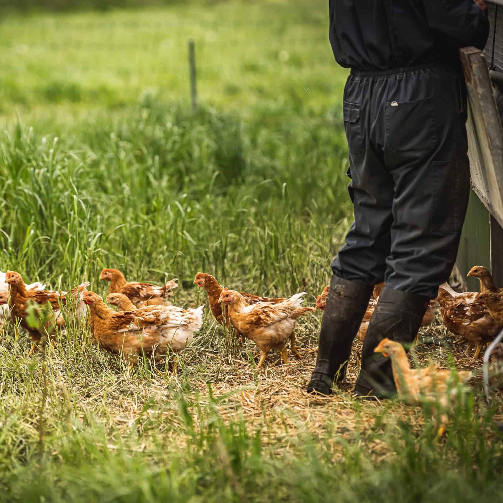 Organic free-range chickens on grass by farmers feet
