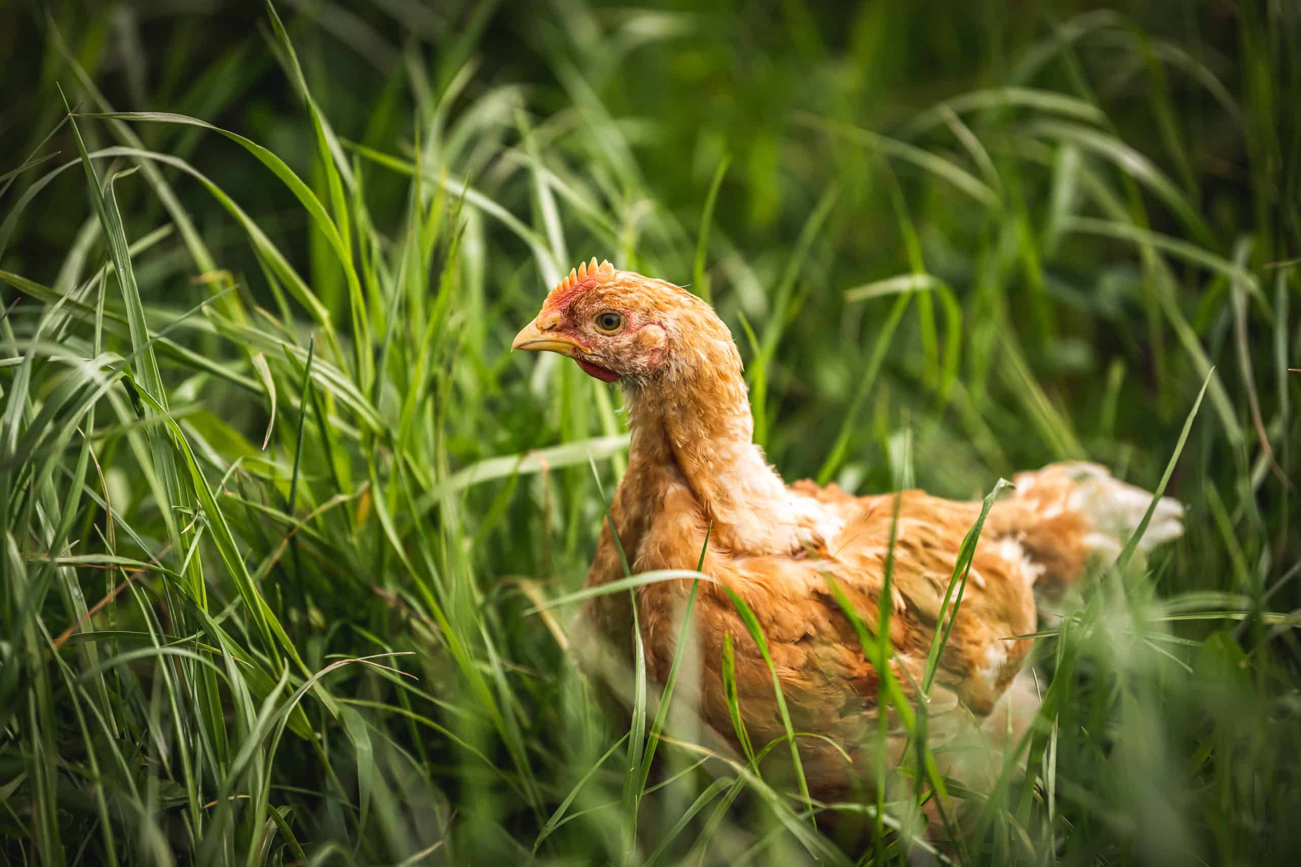 Organic free-range chicken in grass