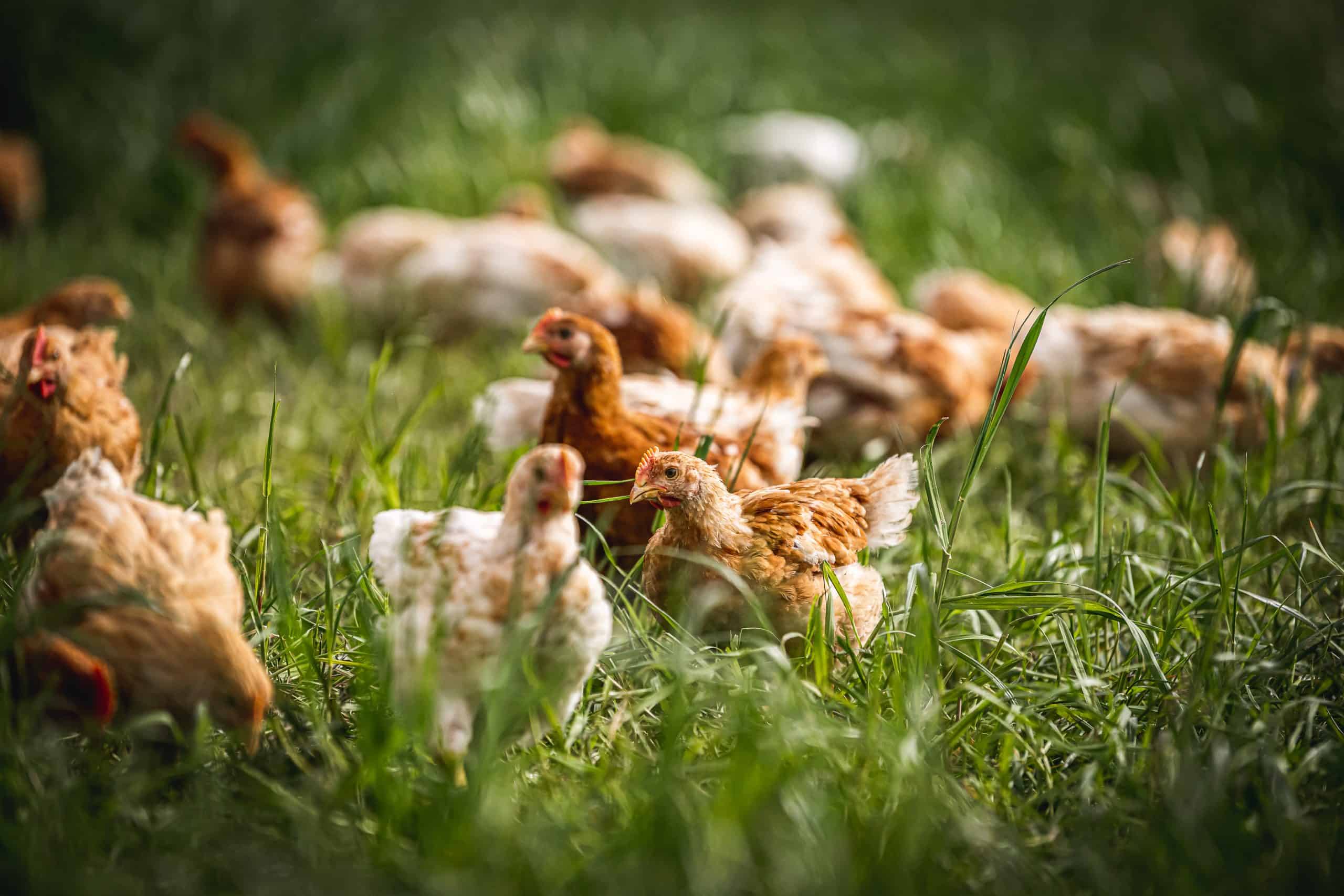Organic chickens in long grass