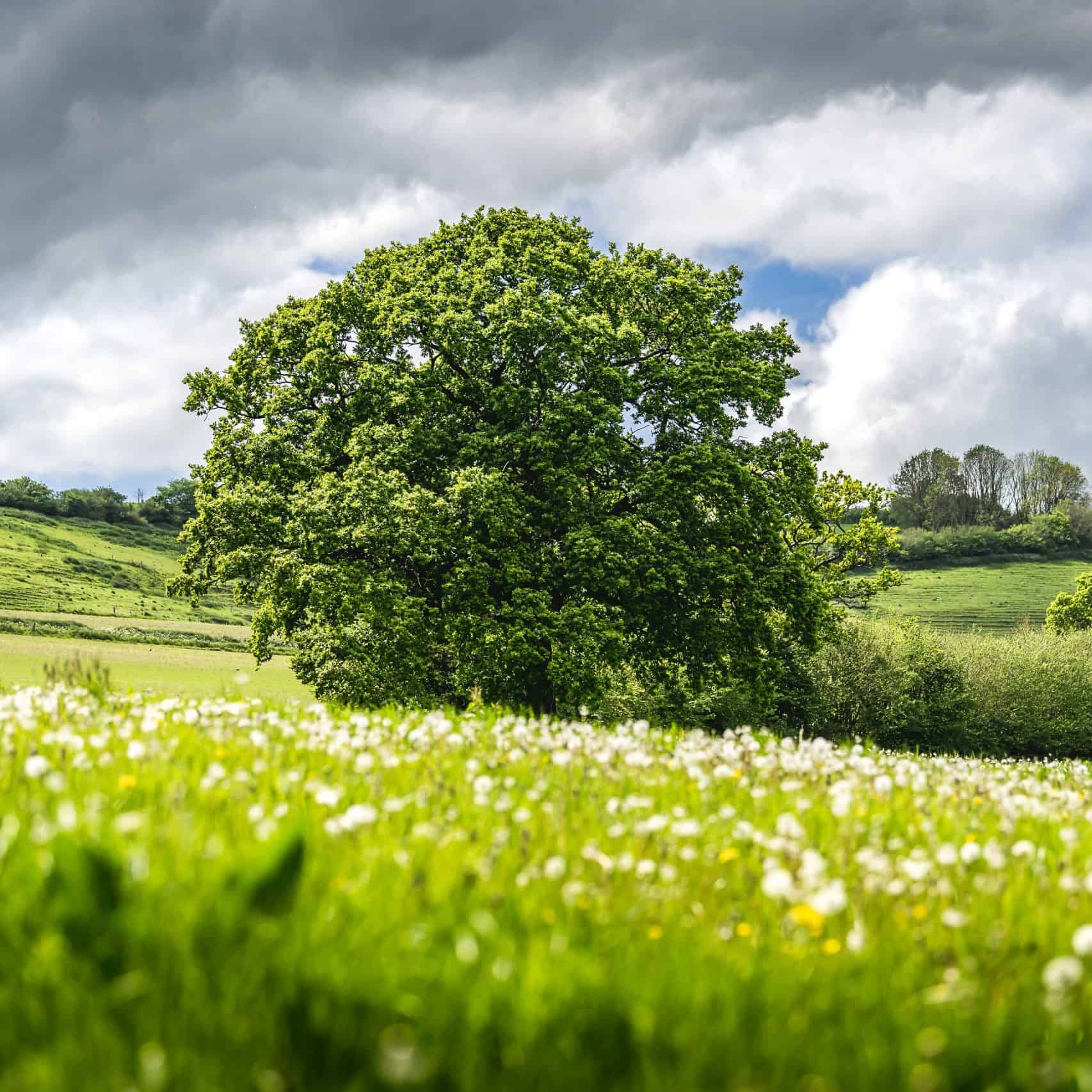 Field of organic clover with large tree