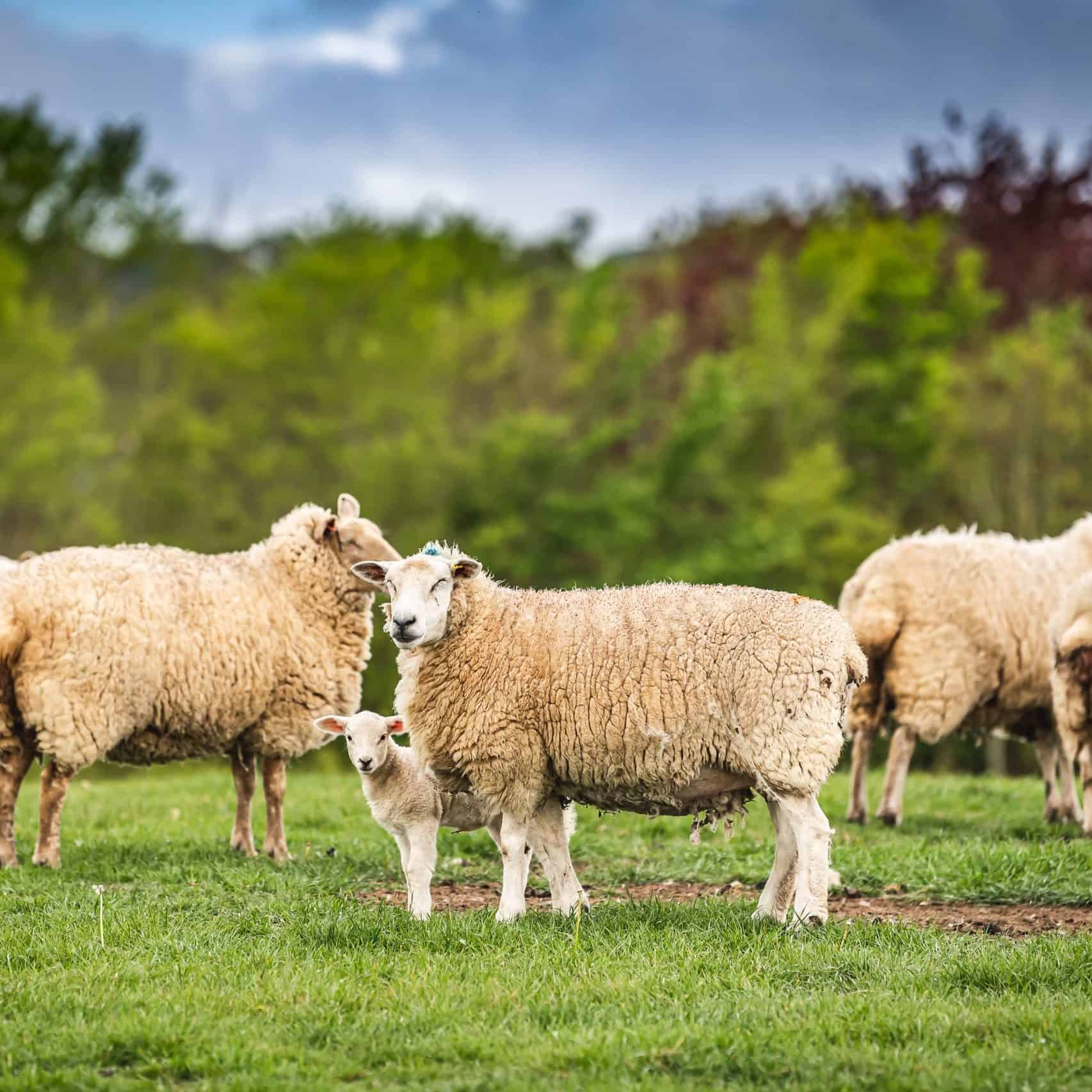 Lleyn ewes stood in grass field with one lamb