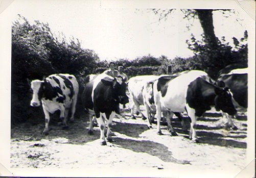 Dairy cows at Coombe Farm